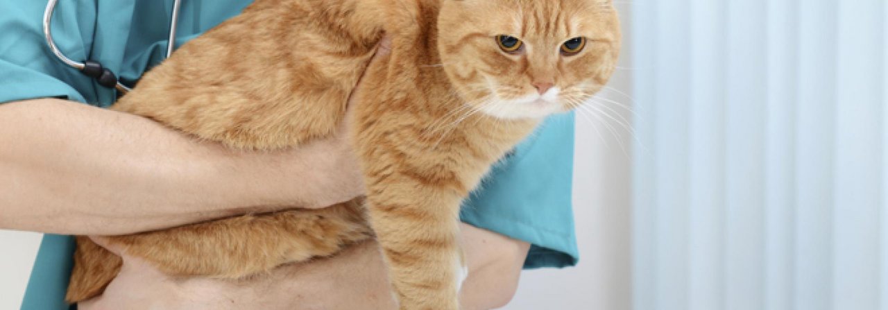 Bei älteren Katzen sollte der Tierarzt auch den Blutdruck checken.