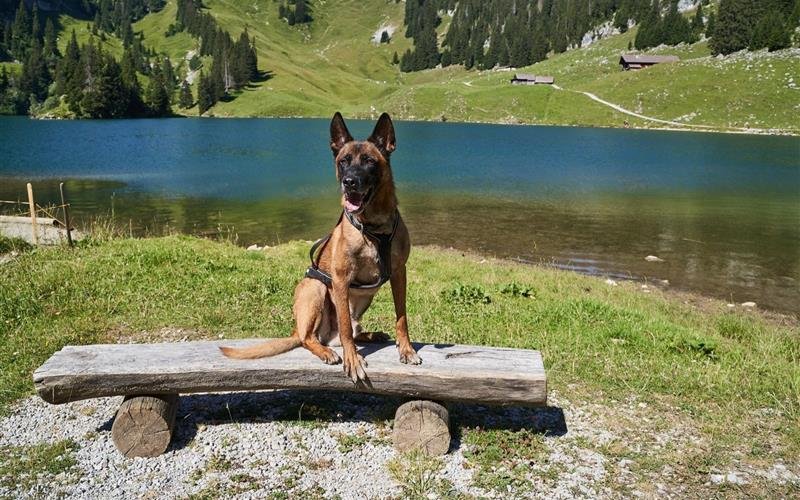 Itak ist ein 9 jähriger Malinois-Rüde.