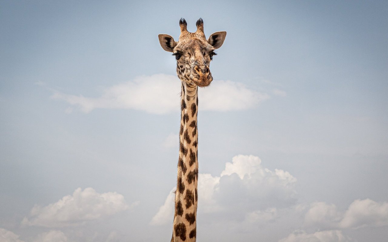 Für Giraffen geht es hoch hinaus dank der Evolution. 
