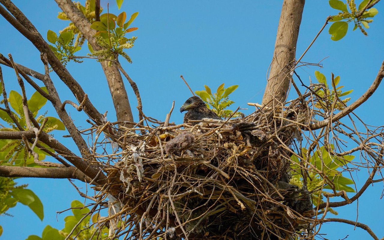 Vogelnester müssen so einiges aushalten können. 