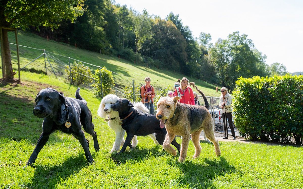 Es ist wichtig, dass Hunde miteinander spielen können. 