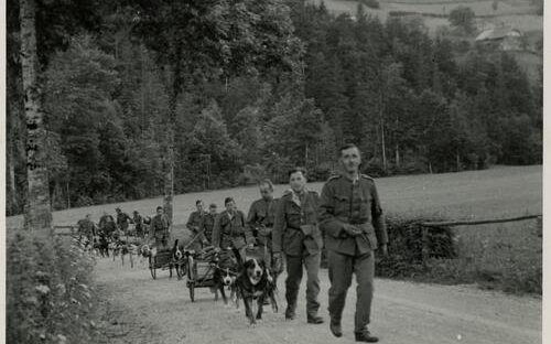 3) Die Armee nutzte Zughunde, um Munition zu transportieren.