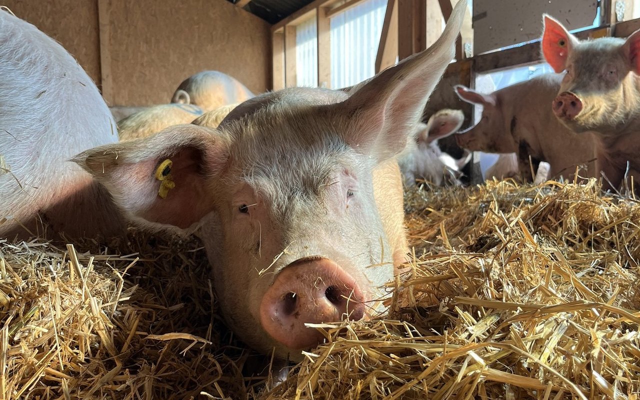 Im tiefen Stroh können die Schweine nach Herzenslust wühlen und knabbern.