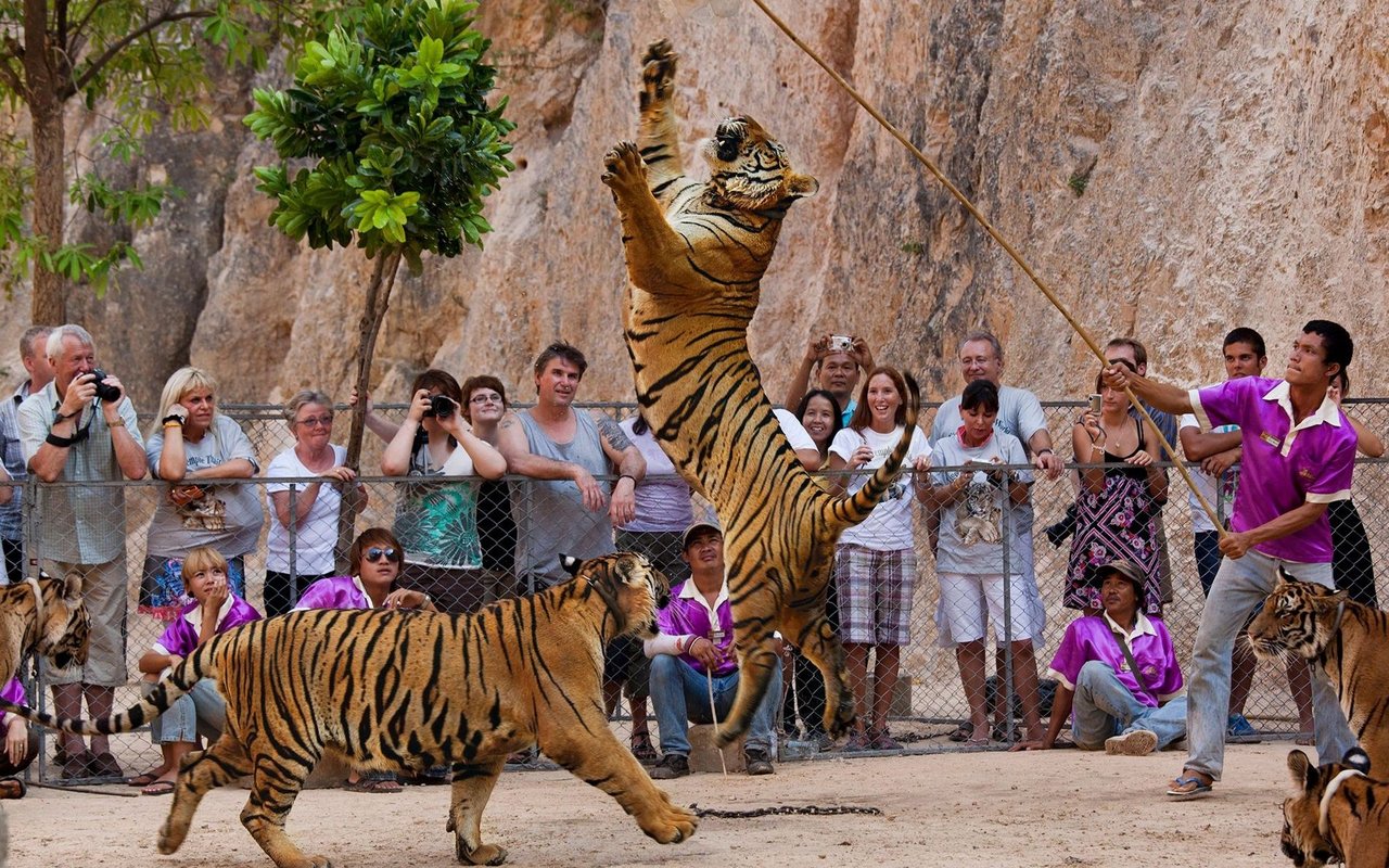 Tiger werden an vielen Orten unter fragwürdigen Umständen gehalten. 