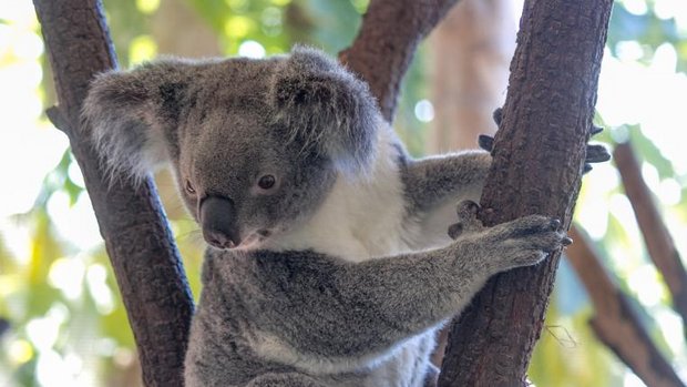 Koala