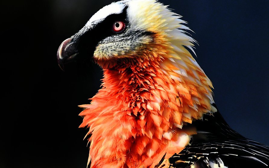 Durch Wiederansiedlungsprojekte weiss man ziemlich genau, wie viele Bartgeier in der Schweiz leben.