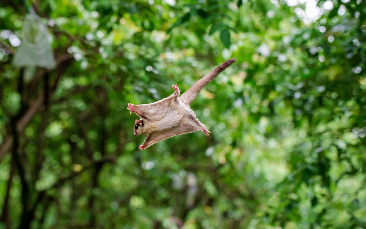 In der Natur brauchen Sugar Glider hohe Bäume, zwischen denen sie hin- und hergleiten können.