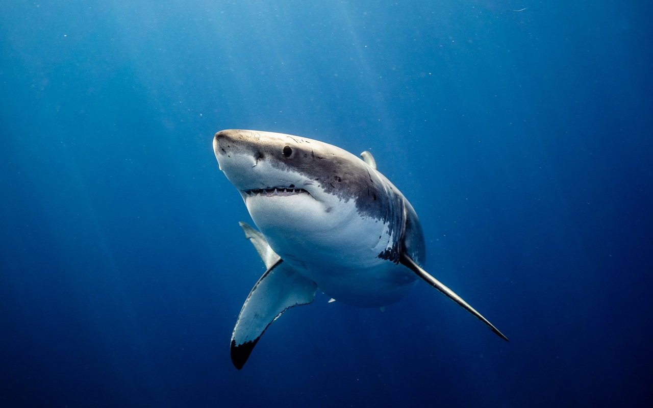 Der Weisse Hai gilt auf der Roten Liste der bedrohten Arten als gefährdet. 