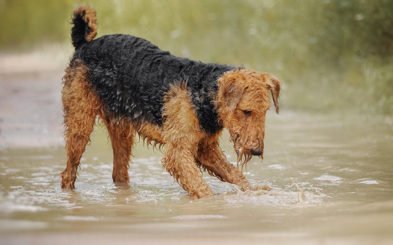 Der neugierige Airedale Terrier ist mit 60 Zentimeter der grösste Vertreter seiner Familie.