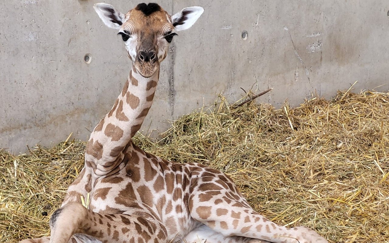 Das Giraffen-Junge sitzt im Stroh. 