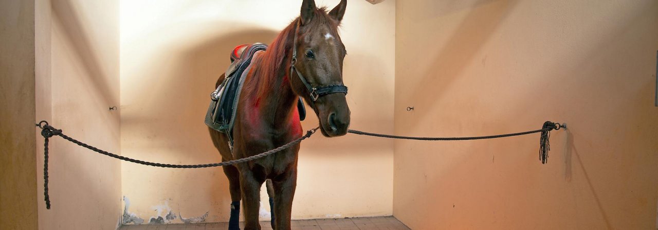Die medizinische Wirkung von Pferdesolarien ist umstritten, der entspannende Charakter dagegen nicht.