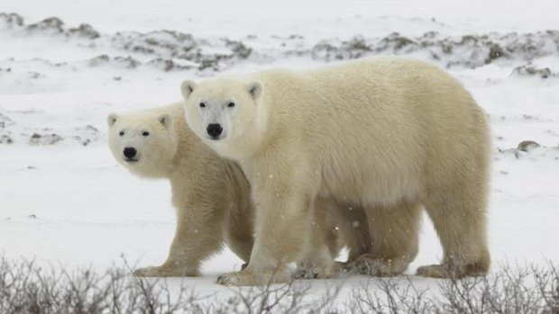 Zwei Eisbären in der russischen Tundra.