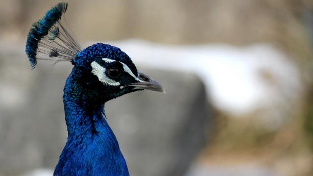 pfau.JPG