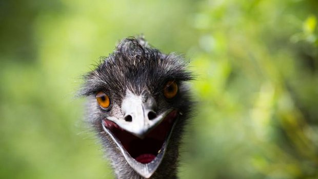 Emu