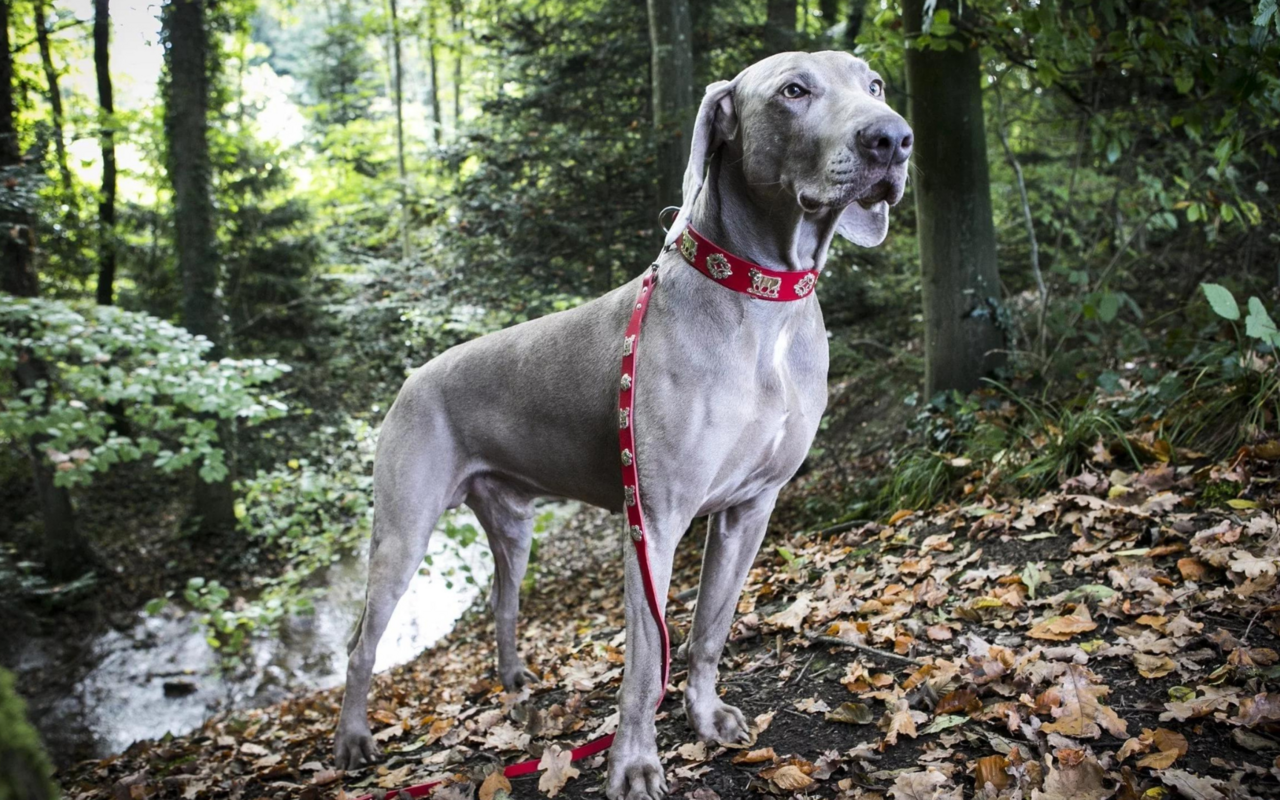 Alle Halsbänder werden in Appenzell, Schweiz von Daniel Fuchs produziert. Daniel Fuchs produziert Halsbänder für Hunde schon in dritter Generation, jedes einzelne Stück wird von Hand angefertigt.