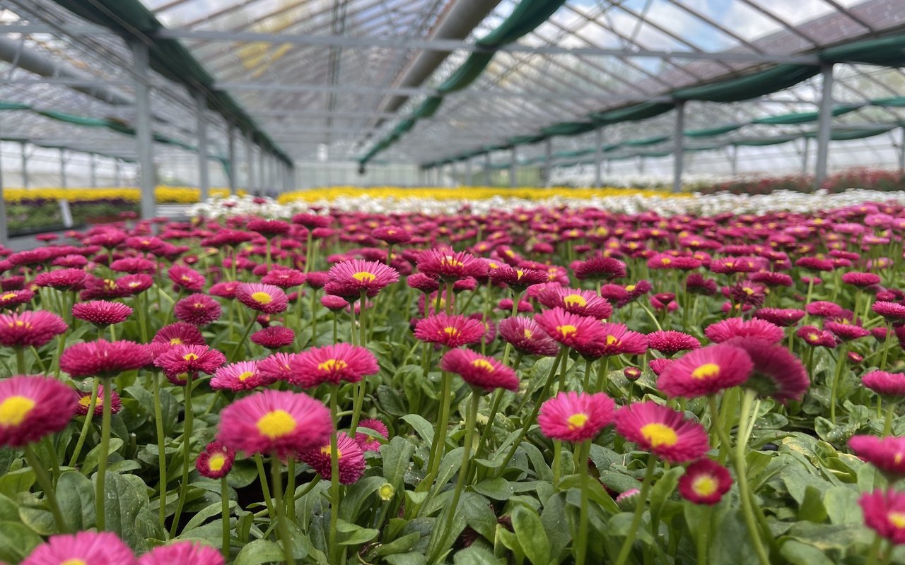 Sobald die Pflanzen Blüten tragen, können sie geerntet werden. 