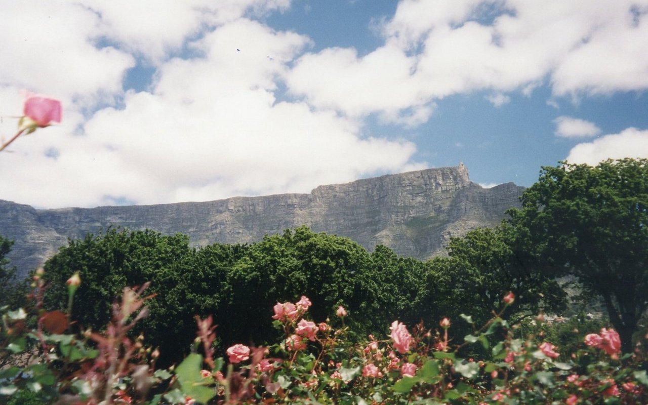Von einem Stadtpark in Kapstadt aus reicht die Sicht bis an die Hänge des Tafelbergs, wo besondere Vegetation gedeiht. 