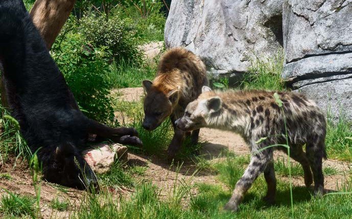 Die Verfütterung von ganzen Tieren findet in Zoos nicht unter Ausschluss der Öffentlichkeit statt.
