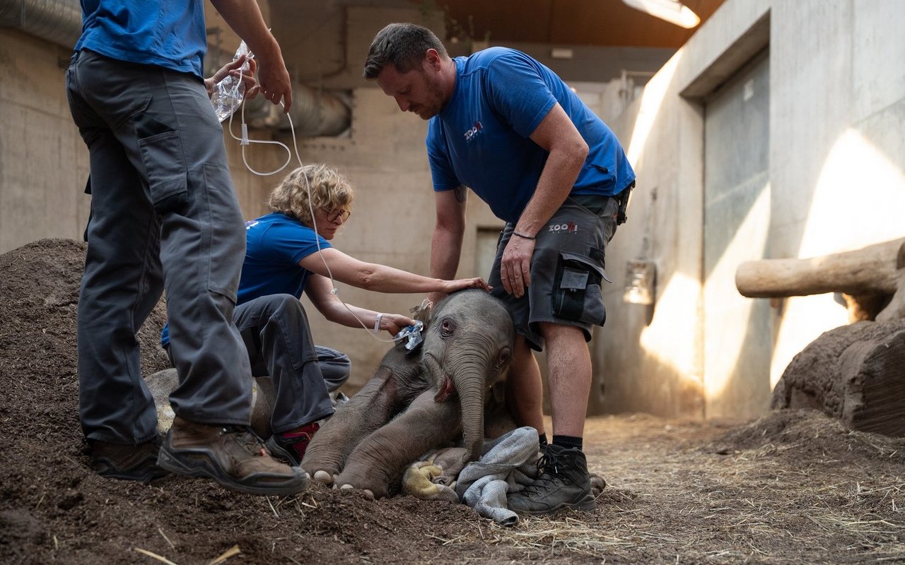 Trotz tatkräftiger Unterstützung des Zooteams war das neugeborene Jungtier nicht in der Lage, selbstständig aufzustehen.