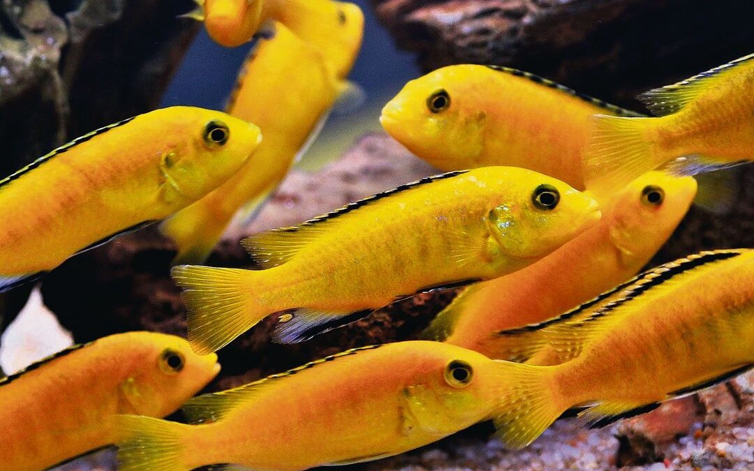 Buntbarsche, so wie diese Goldenen Labidochromis, betreiben Brutpflege. 