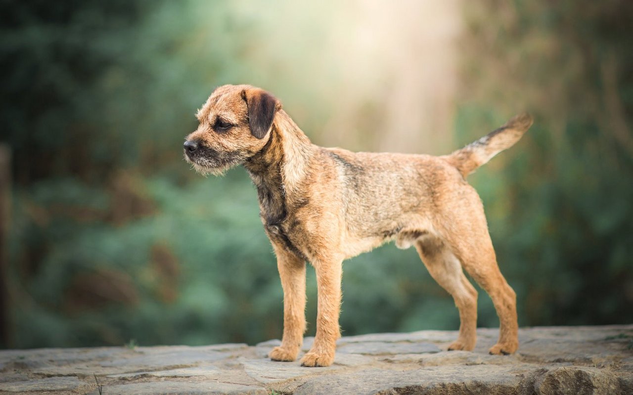 Der Border Terrier ist an seinem drahtigen Fell, dem markanten «otterähnlichen» Kopf und den kleinen, nach vorne geklappten Ohren gut zu erkennen.