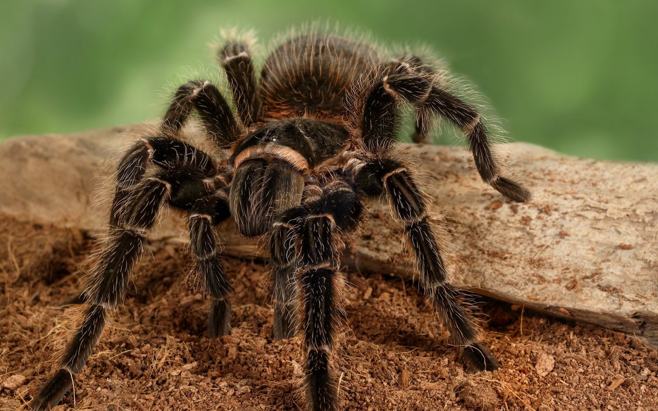 Die Brasilianische Riesenvogelspinne (Lasiodora parahybana) gehört zu den grössten Vogelspinnen-Arten der Welt.