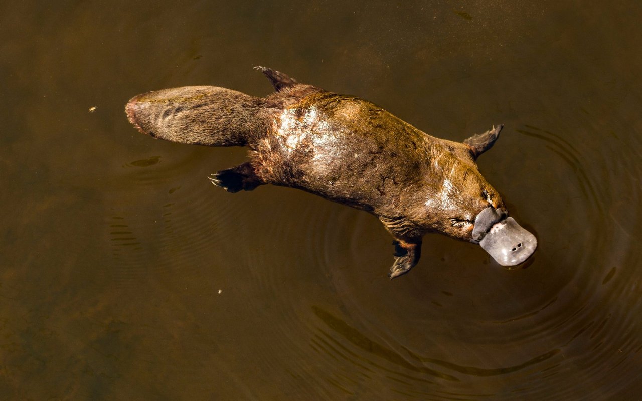 Das Schnabeltier lebt am und im Wasser und kann sich mit seinen Schwimmhäuten und seinem Ruderschwanz gut in Gewässern vorwärtsbewegen.