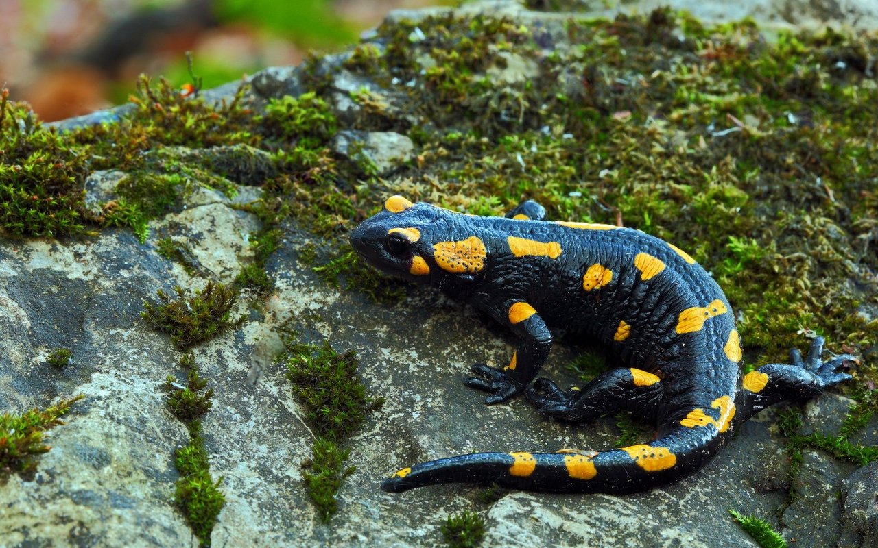 Aus den Ohrdrüsen und den Drüsen am Rücken können Feuersalamander ein starkes Hautgift absondern.