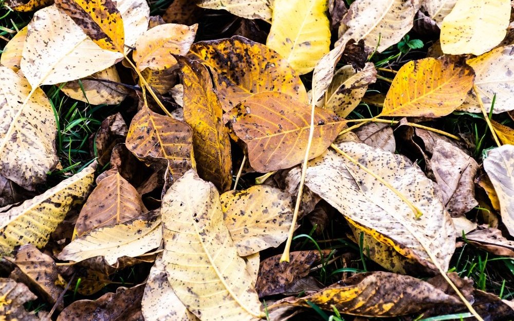 Das Falllaub von Walnussbäumen beinhaltet Stoffe, die für andere Pflanzen wachstumshemmend sind. So hält der Walnussbaum Konkurrenten fern von seinem Stamm. 