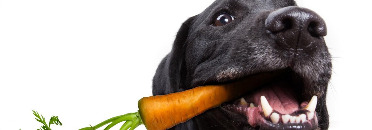 Rüebli gelten für den Hund als gesund. Das gilt aber nicht für alle Gemüsearten.