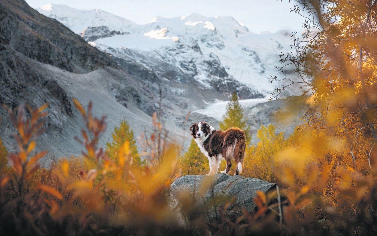 Die neunjährige Lana im Herbstwald vor dem Morteratschgletscher im Engadin. Das Hochtal in Graubünden zieht mit seinen goldenen Lärchen, Eschen und Birken viele Fotografinnen und Fotografen aus aller Welt an. Für Sarah Stangl ist das Engadin im Herbst vor allem wegen seiner Ruhe attraktiv. «Es ist deutlich weniger touristisch und bekannt als die Zentralschweiz», sagt sie. «So hat man beim Wandern seine Ruhe.»