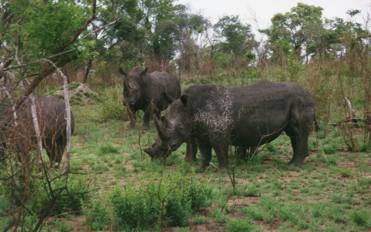 In unmittelbarer Nähe der Braunkopfpapageien, die sich in einer Sykomore aufhalten, streifen diese Breitmaulnashörner duch die Savanne. 