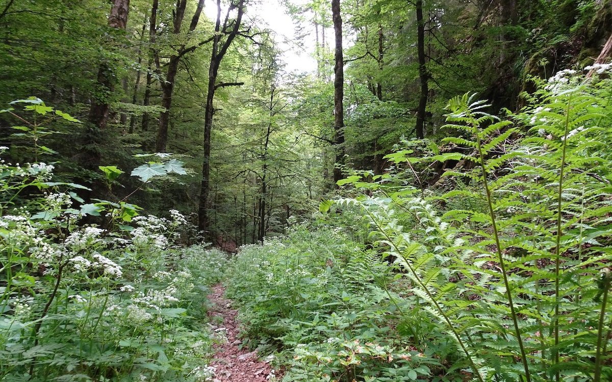 Der Wald ist ein wichtiger Kohlenstoffspeicher und beherbergt eine grosse Artenvielfalt von Pflanzen und Tieren. 