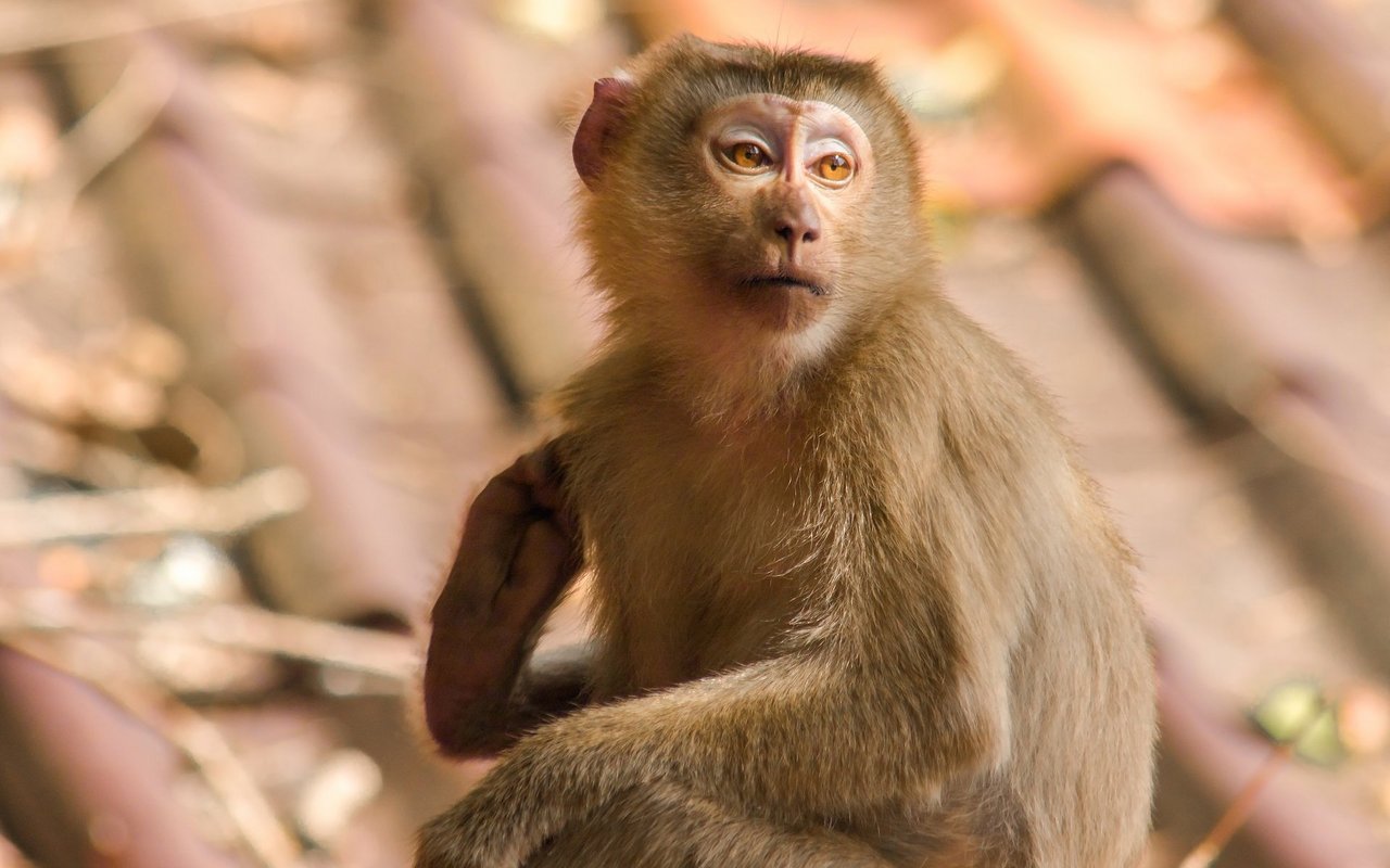 Makaken gehören zu den Primaten. Auch sie gehören zu den Tierarten, die immer mal wieder bei der Selbstbefriedigung erwischt werden. 