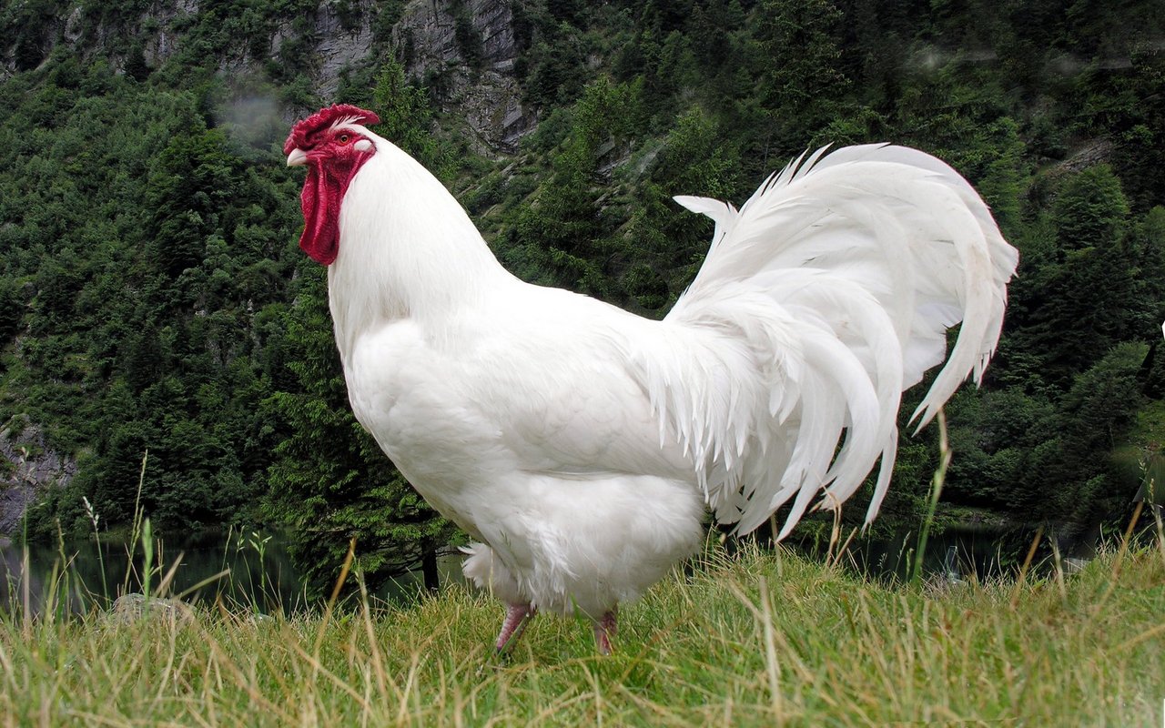 Ein typischer Schweizerhuhn-Hahn in den Nationalfarben Rot und Weiss.