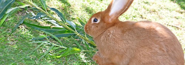 Kaninchen friss Blätter