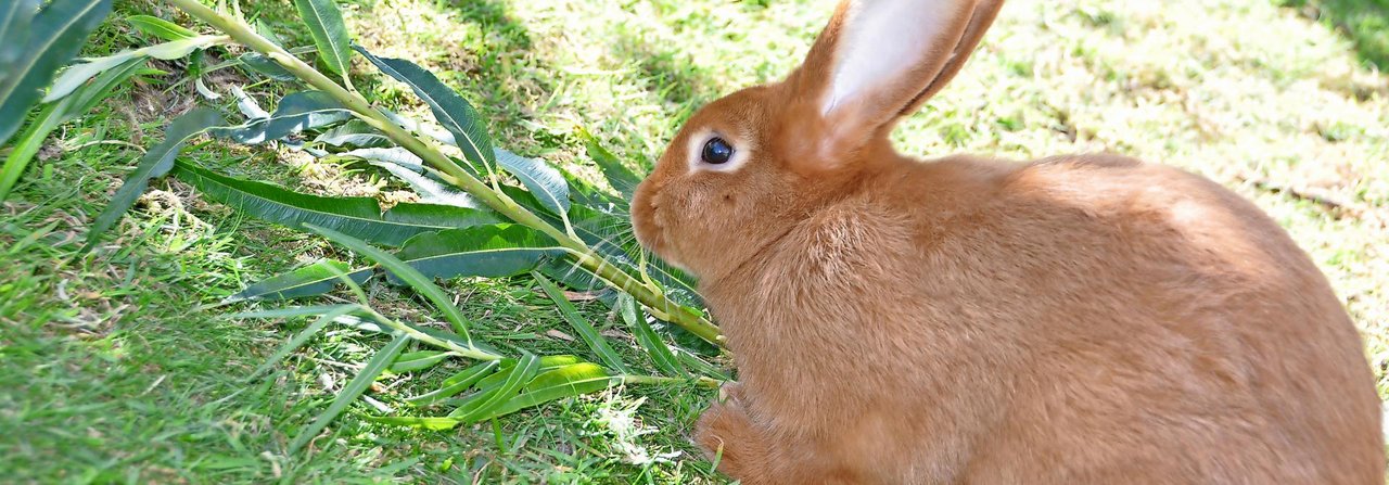 Kaninchen sind ausgesprochene Blattfresser. Blätter sind schmackhaft, reich an Nährstoffen und einfach zu zerkleinern und verdauen.