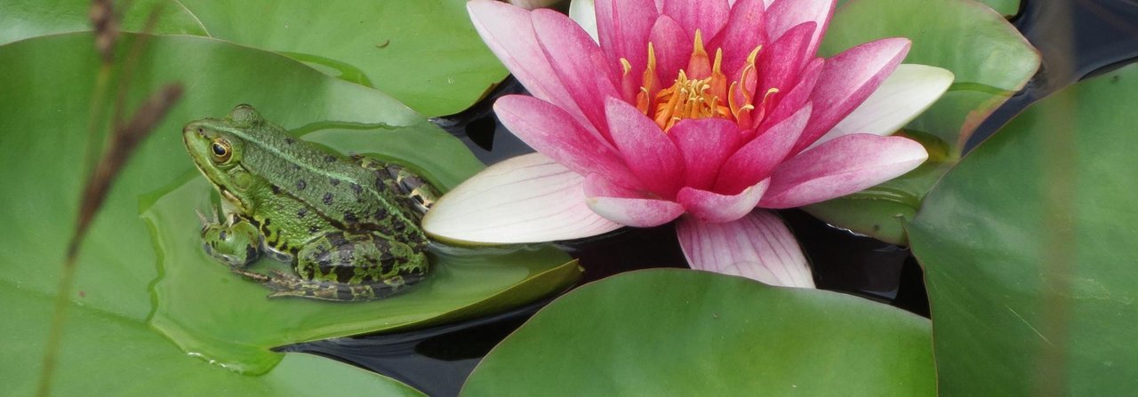 Amphibien schätzen Seerosenblätter als Platz zum Sitzen und Balzen.