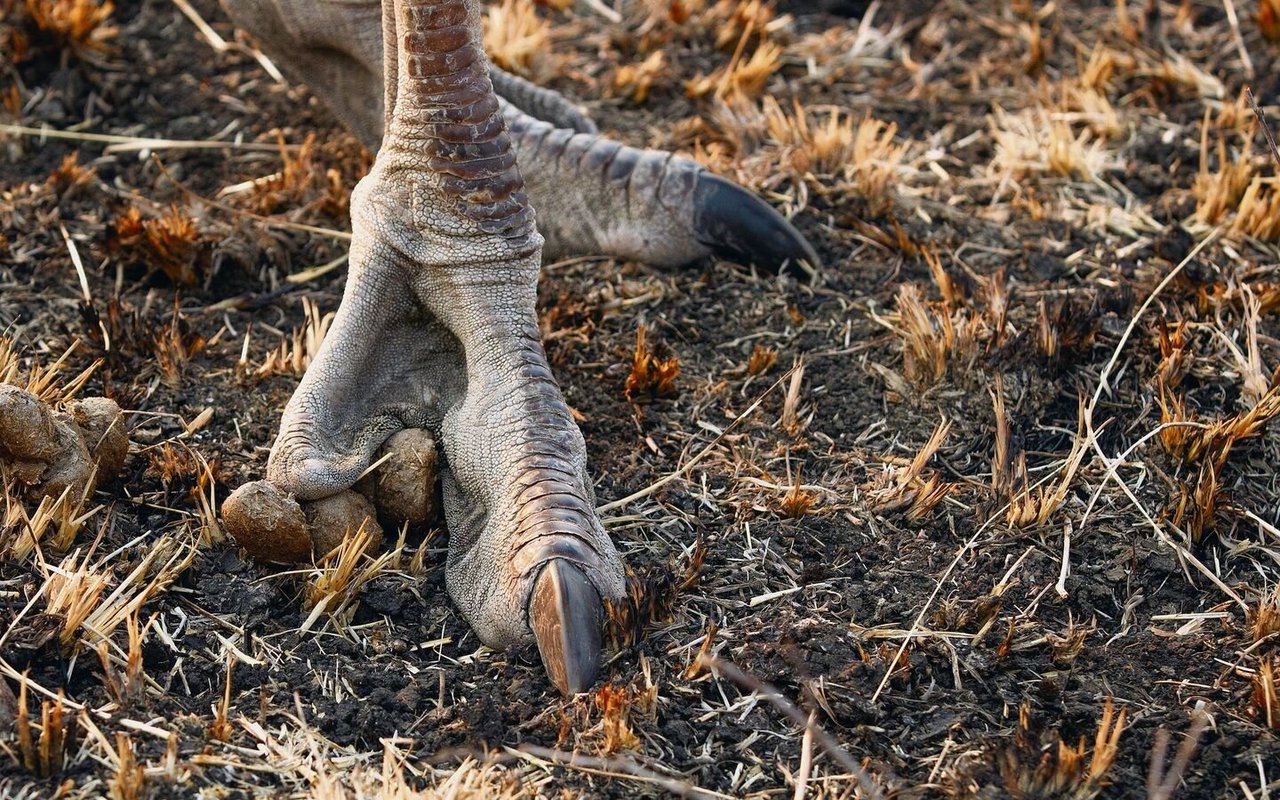 Der Strauss hat als einziger Vogel der Welt nur zwei Zehen. Diese sind mit messerscharfen, bis zehn Zentimeter langen Krallen ausgestattet.