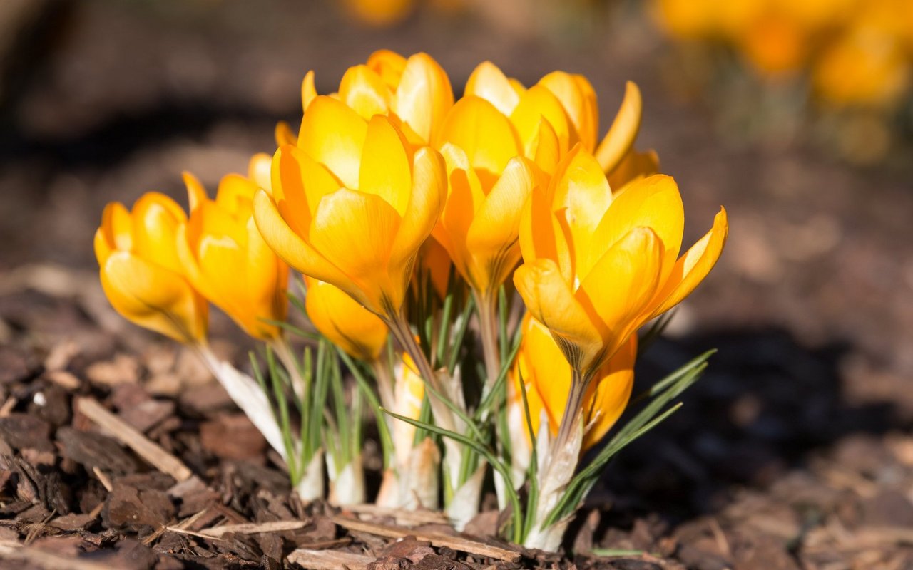 Ankara Krokus (Crocus ancyrensis)