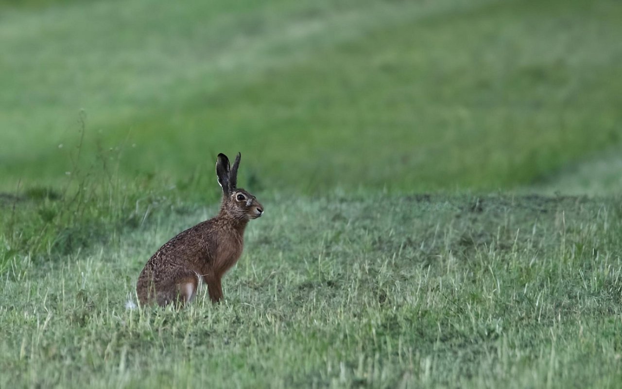 Einst waren Feldhasen in der Schweiz weit verbreitet.