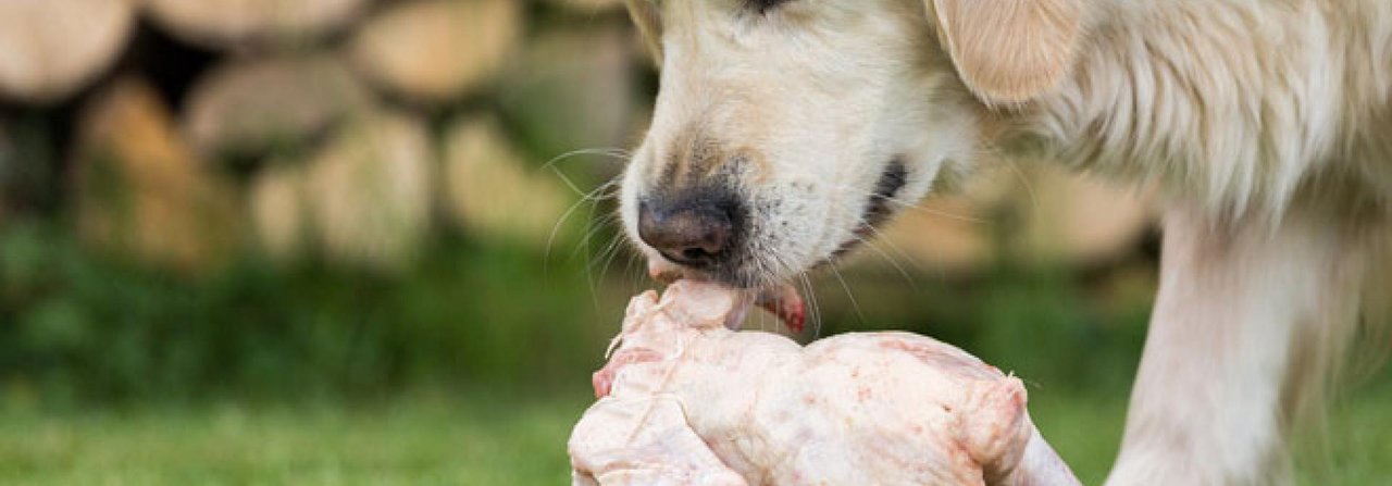 Beim Barfen darf es auch mal ein ganzes Huhn statt Fertigfutter sein.