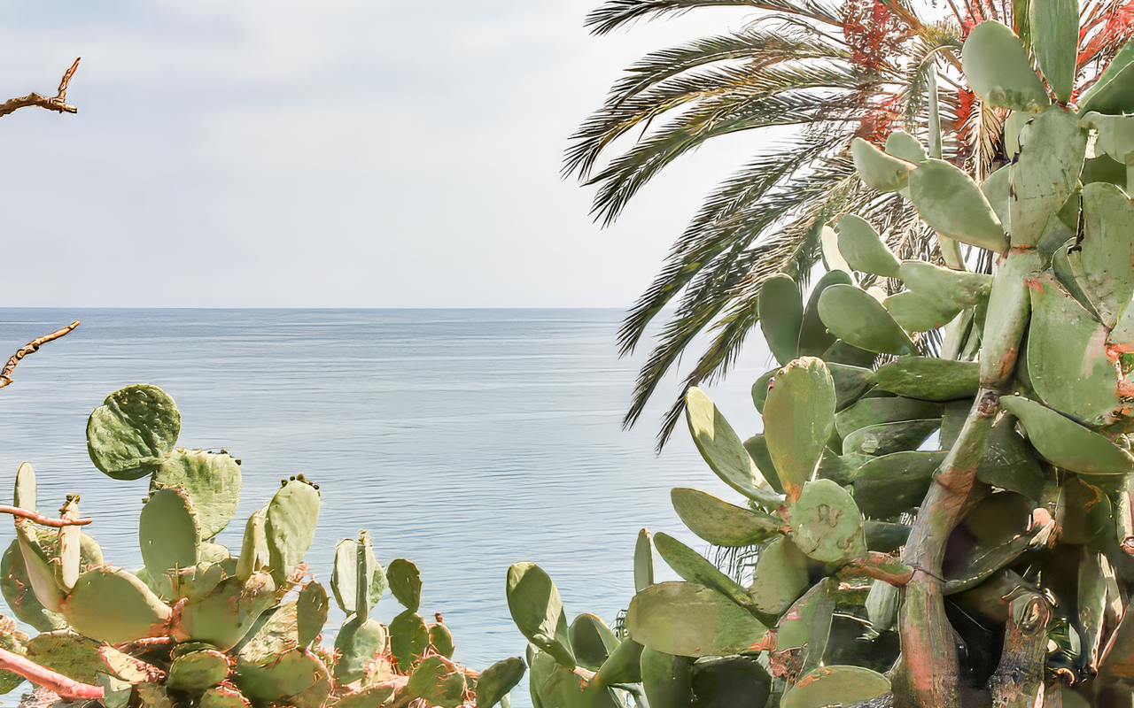 Palmen und Meer sind der Inbegriff des Südens, hier rechts im Bild eine Dattelpalme. 