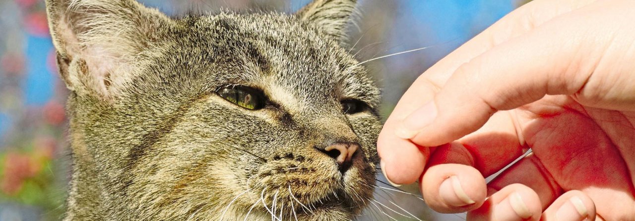 Reich mir die Hand und ich sage dir, wer du bist: Katzen erkennen ihr Herrchen oder Frauchen am Duft.