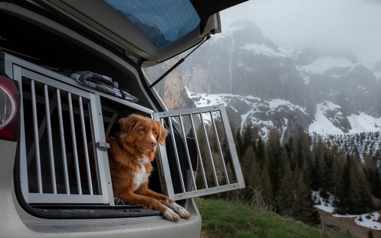 In einer fest verschraubten Transportbox im Kofferraum reisen Hunde am sichersten.