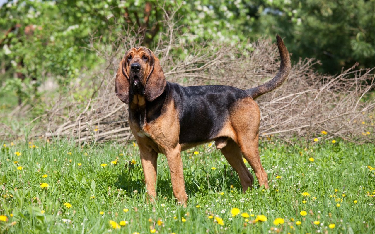 Der Bluthund besitzt seine markantesten Merkmale am Kopf: die grossen hängenden Ohren, eine ausgeprägte Schnauze und mehrere Falten im Gesicht.