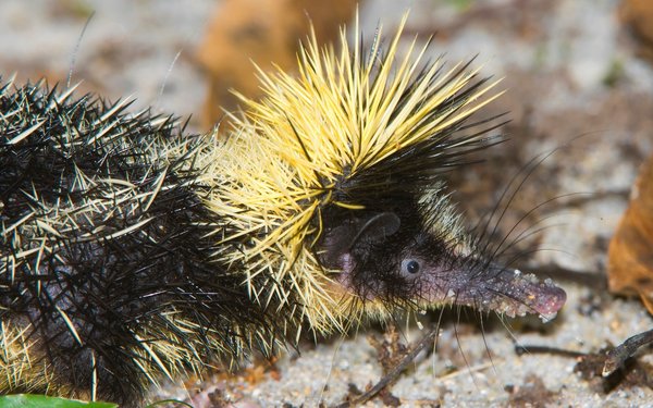 Der Streifentenrek Stachelträger aus Madagaskar tierwelt.ch TierWelt