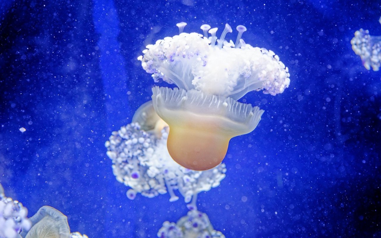 Die Qualle kann sich aktiv schwimmend fortbewegen und ist so unabhängig von Meeresströmungen.