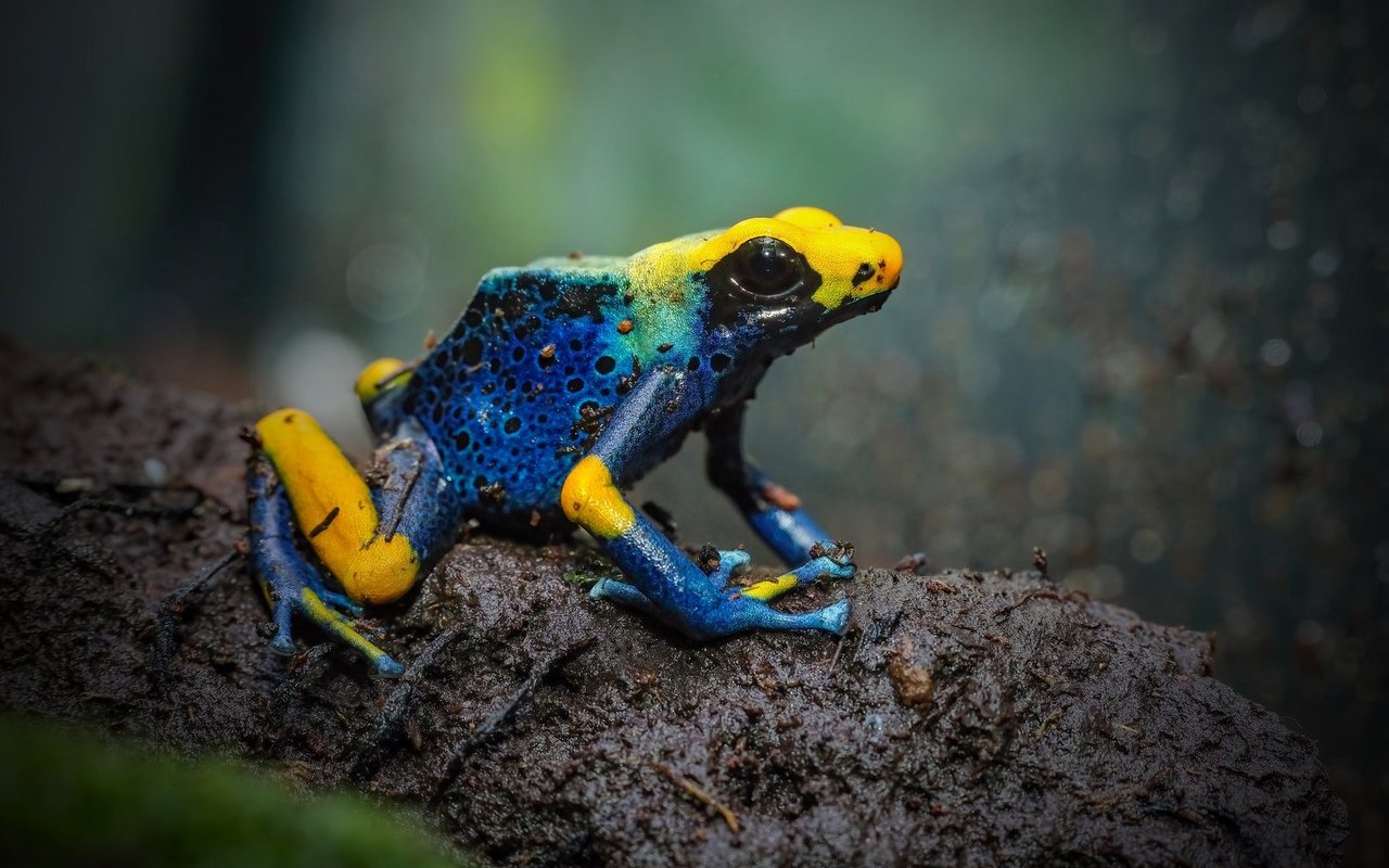 Der Handel mit dem Färberfrosch (Dendrobates tinctorius) ist durch CITES eingeschränkt.