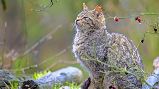 Wildkatze sitzt im Wald